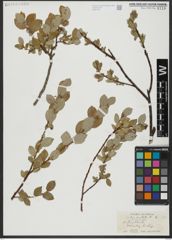 Foto von Salix hastata L.